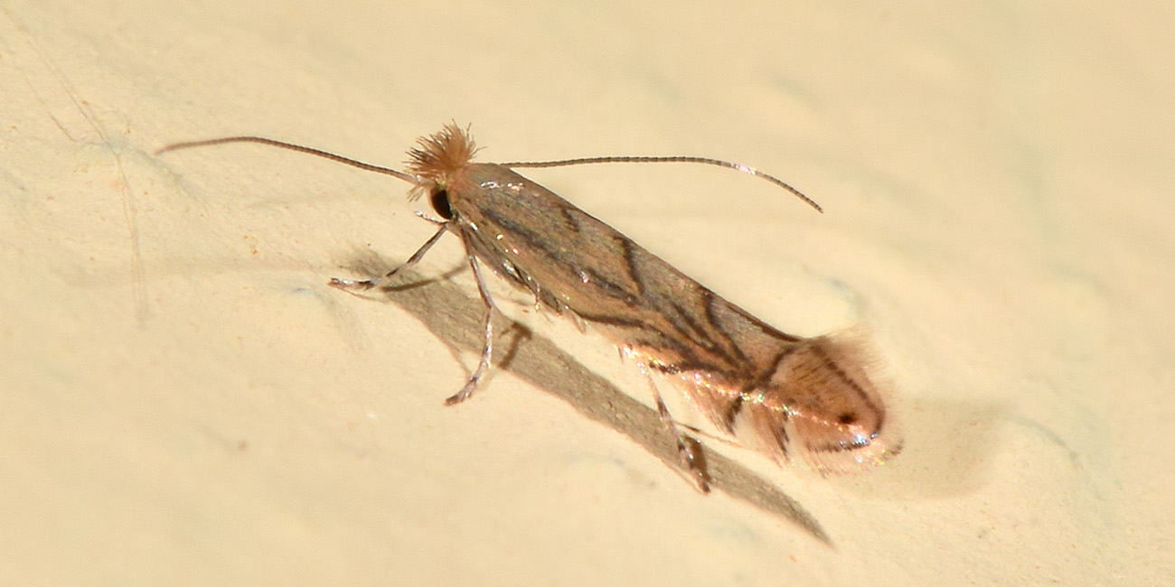 Gracillariidae: Phyllonorycter messaniella